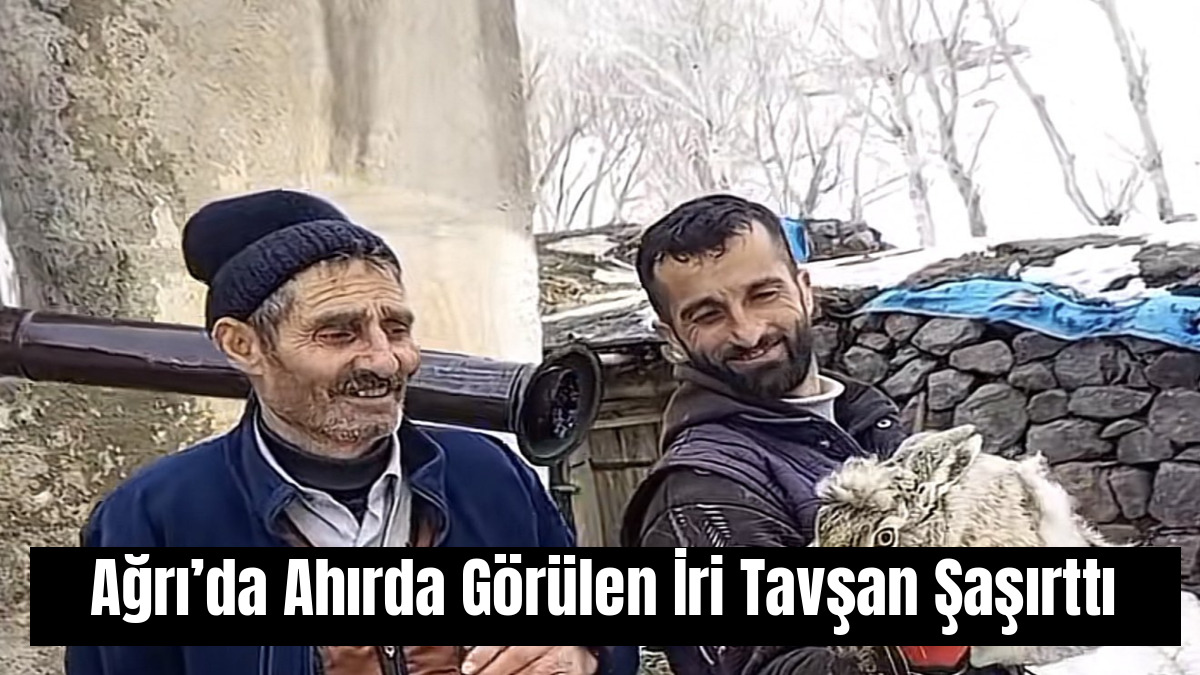 Ağrı’da Ahırda Görülen İri Tavşan Şaşırttı
