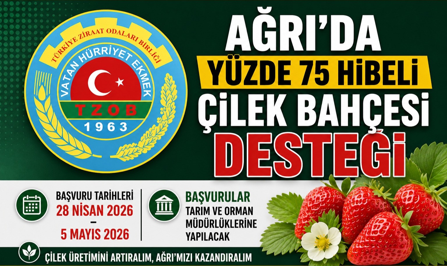 Ağrı’da Yüzde 75 Hibeli Çilek Bahçesi Desteği