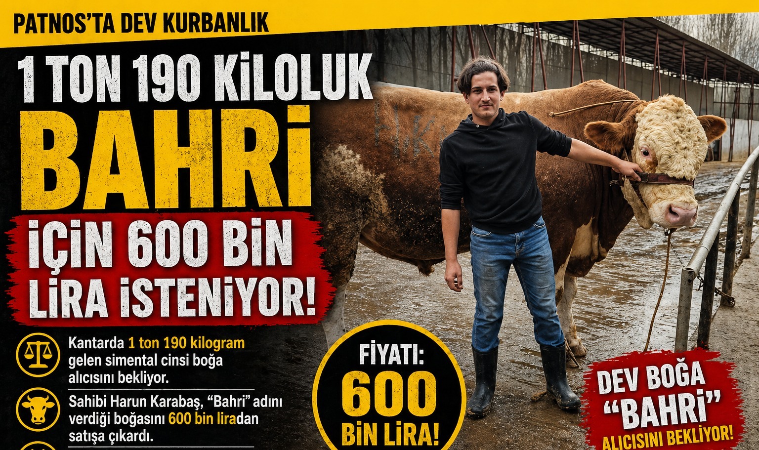 Patnos’ta 1 Ton 190 Kiloluk “Bahri” İçin 600 Bin Lira İsteniyor