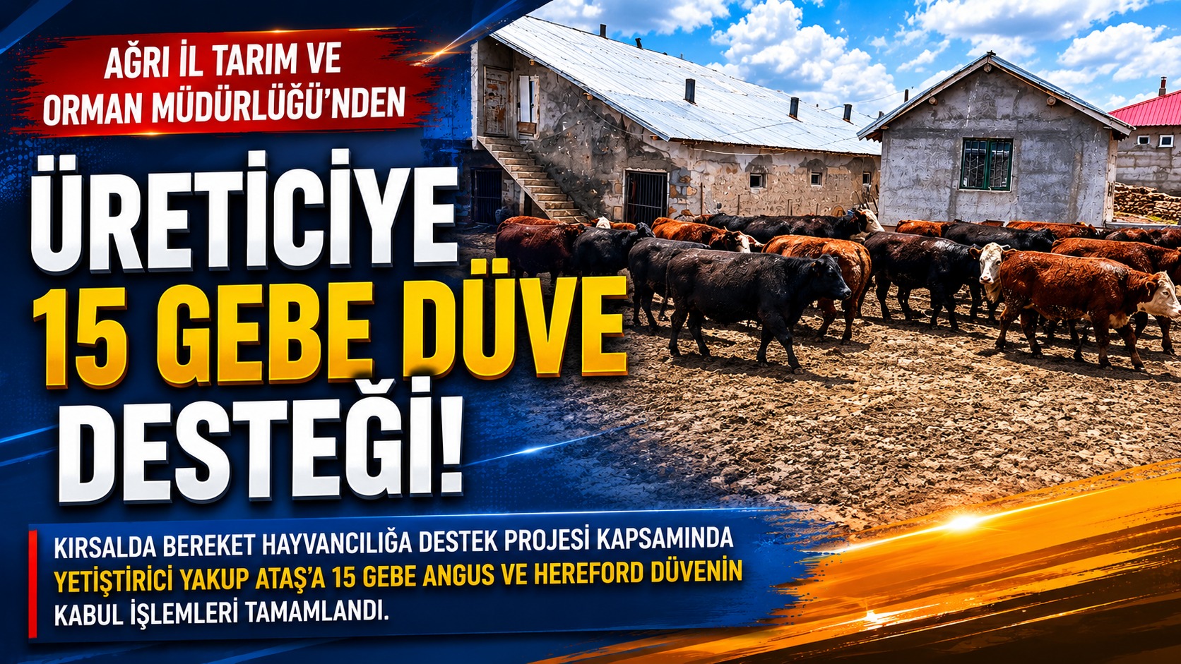Ağrı İl Tarım Ve Orman Müdürlüğü’nden Üreticiye 15 Gebe Düve Desteği