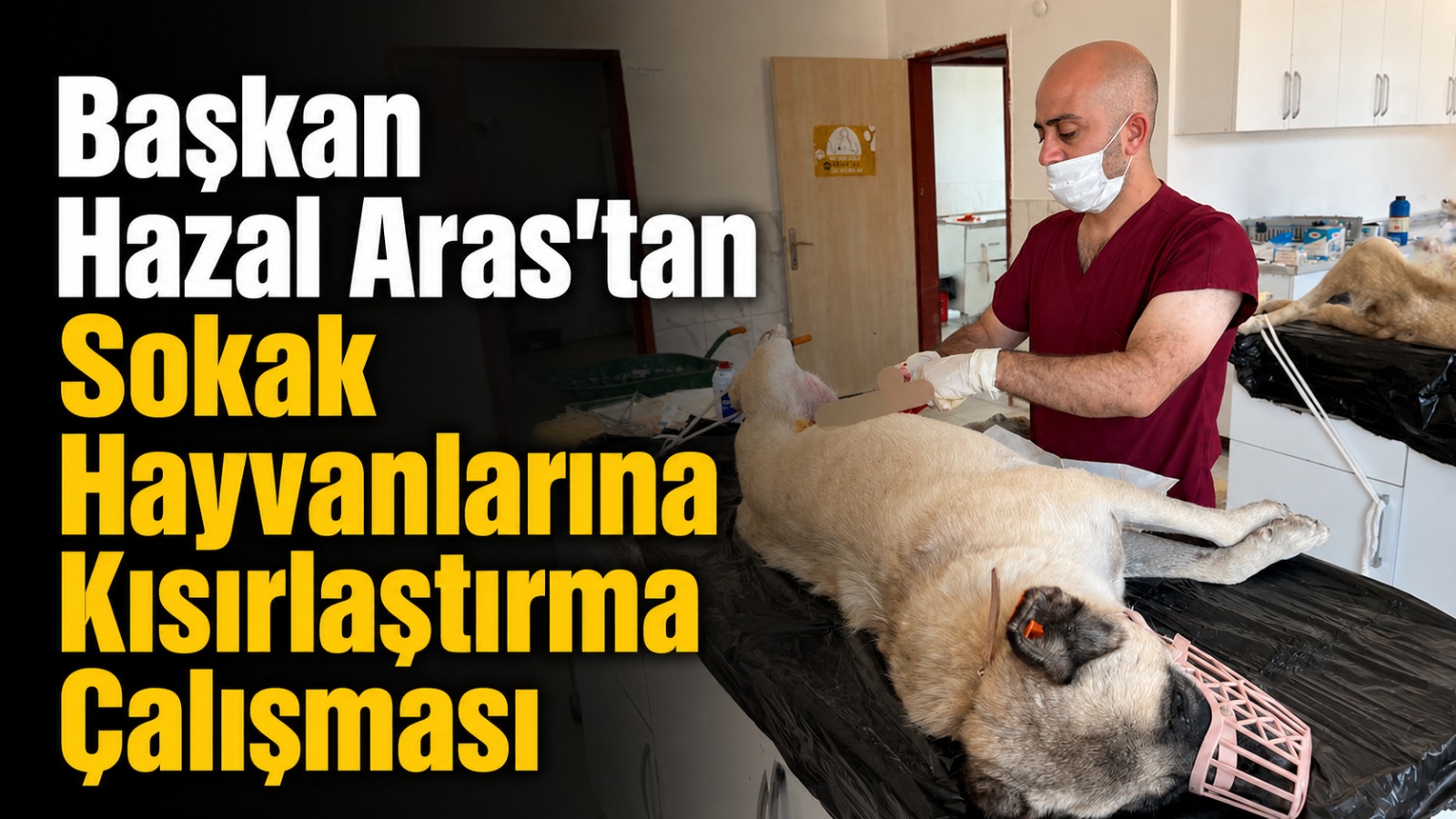 Ağrı Belediyesi’nden Sokak Hayvanları İçin Kısırlaştırma Çalışması