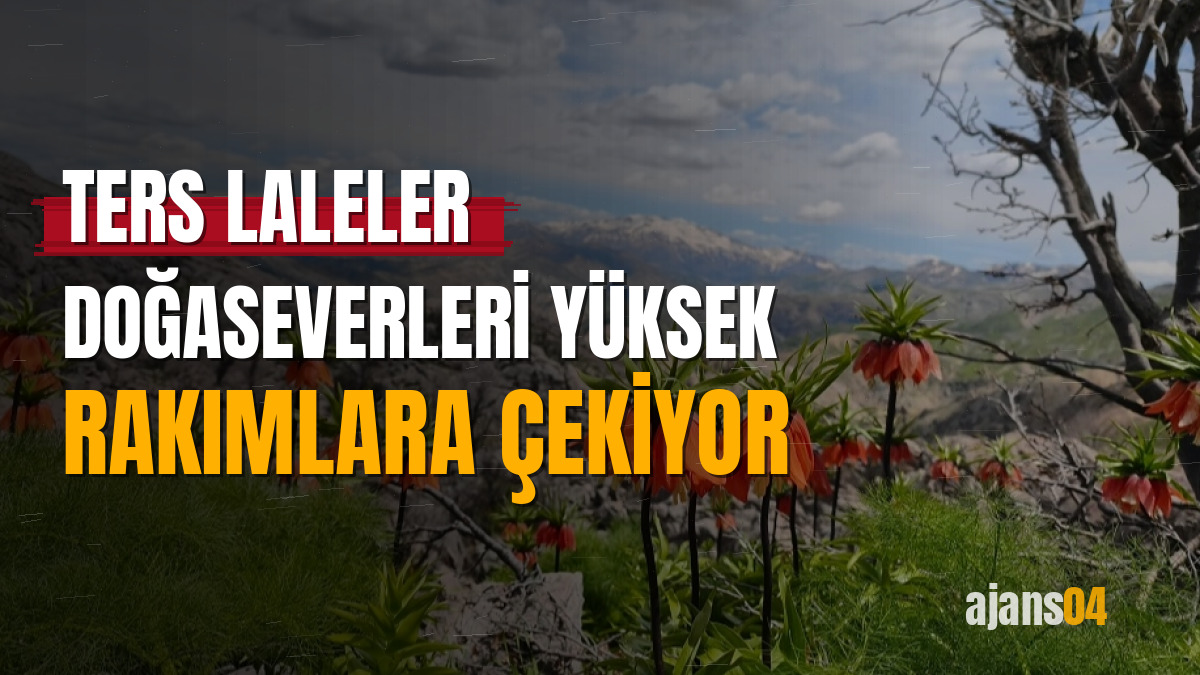 Ters laleler doğaseverleri yüksek rakımlara çekiyor