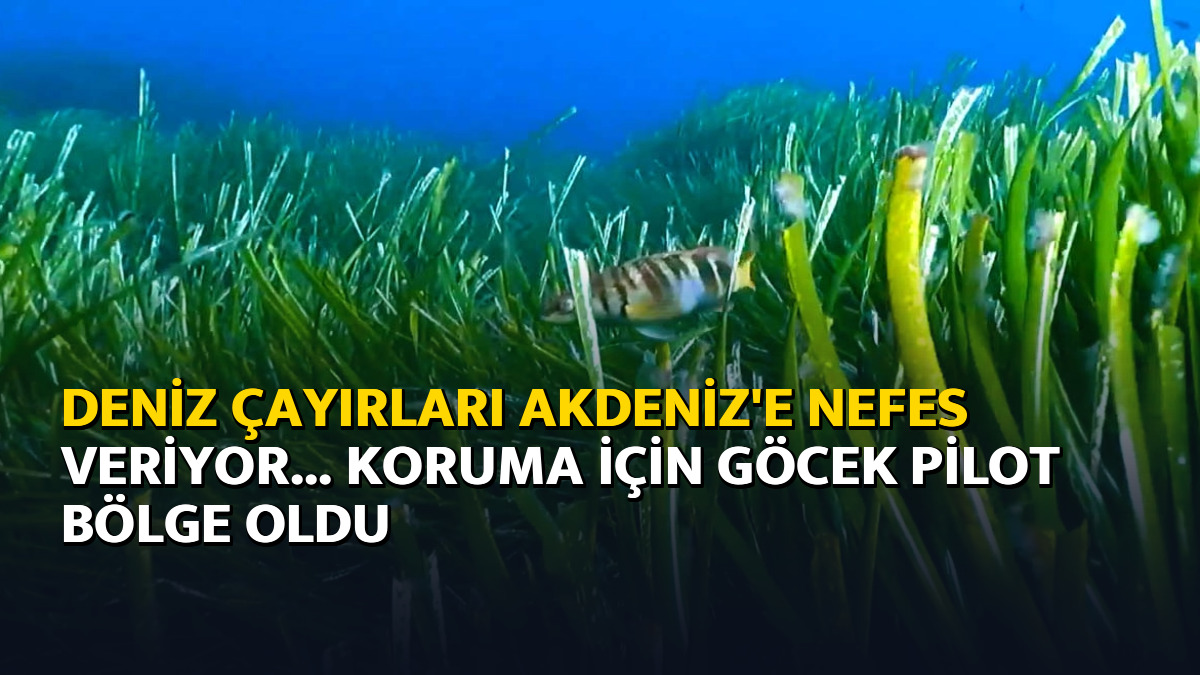 Deniz çayırları Akdeniz'e nefes veriyor... Koruma için Göcek pilot bölge oldu